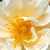 Bela - Stara vrtna vrtnica - Goldfinch